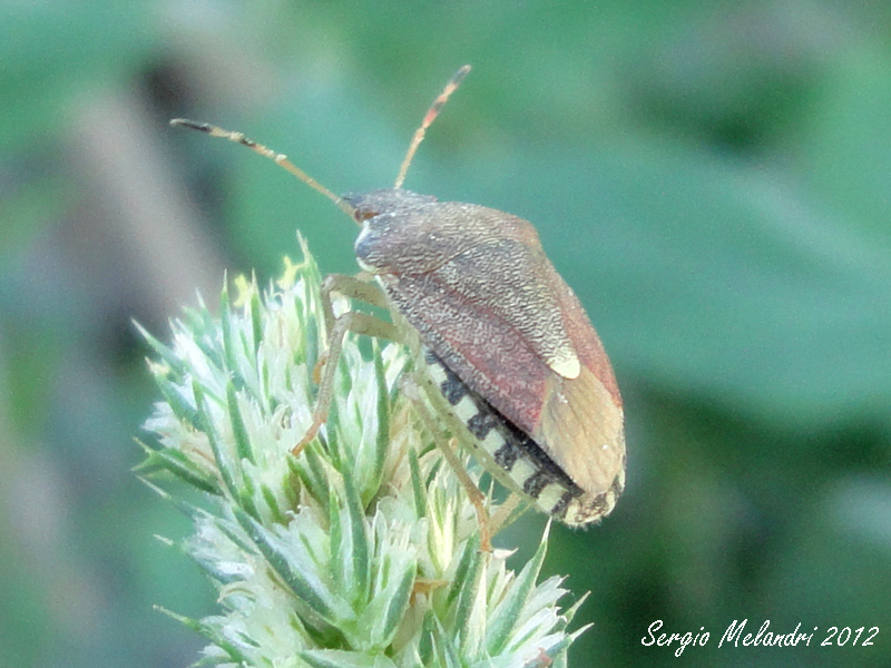 Pentatomidae: Holcostethus sp. della Romagna (RA)